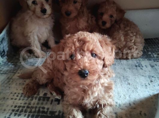 A Secere Sevi̇mli̇li̇k Abi̇desi̇ Toy Poodle Bebekleri̇mi̇z görsel