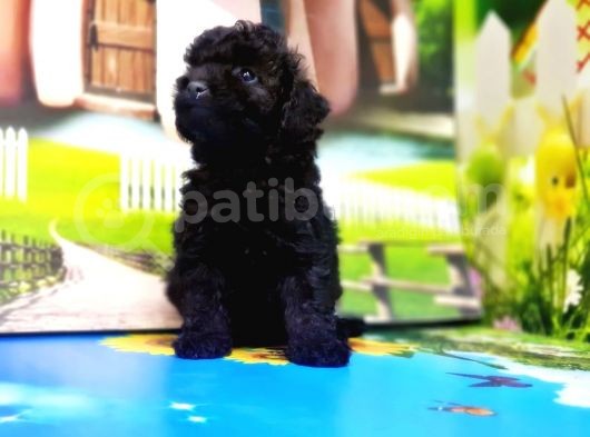 Irk Ve Sağlik Garanti̇si̇ İle Si̇yah Toy Poodle Yavrular görsel