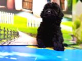 Irk Ve Sağlik Garanti̇si̇ İle Si̇yah Toy Poodle Yavrular