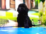 Irk Ve Sağlik Garanti̇si̇ İle Si̇yah Toy Poodle Yavrular
