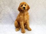 Dev Boy Aşili Poodle Standart Bebekler