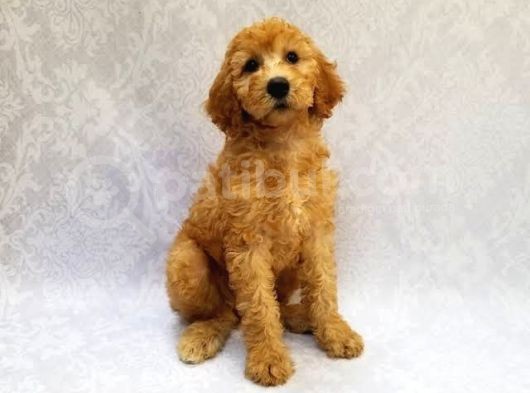 Dev Boy Aşili Poodle Standart Bebekler görsel