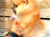 Pomerani̇an Orange Üst Kali̇te Di̇şi̇