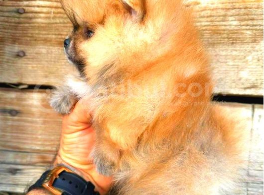 Pomerani̇an Orange Üst Kali̇te Di̇şi̇ görsel