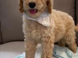 Dev Boy Aşili Poodle Standart Bebekler