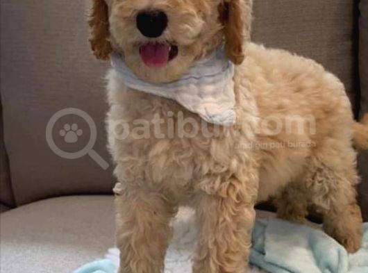 Dev Boy Aşili Poodle Standart Bebekler görsel