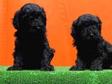 RESMÎ ÜRETİM ÇİFTLİĞİNDEN SİYAH TOY POODLE YAVRULAR