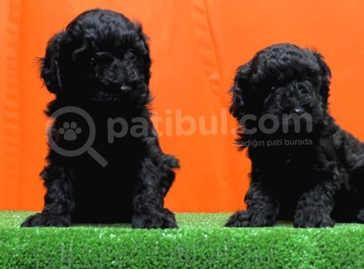 Resmî Üreti̇m Çi̇ftli̇ği̇nden Si̇yah Toy Poodle Yavrular