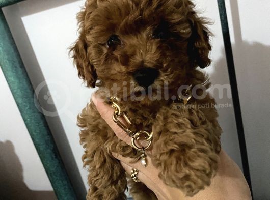 Red Toy Poodle Yavrularımız görsel