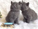 Safkan Bri̇ti̇sh Shorthai̇r Yavrularimiz