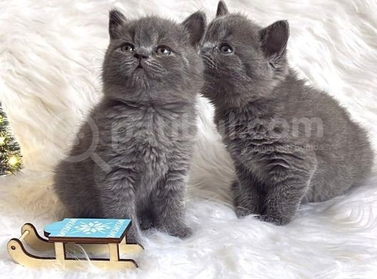 Safkan Bri̇ti̇sh Shorthai̇r Yavrularimiz görsel