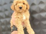 Di̇şi̇ Erkek Toy Poodle Bebekler