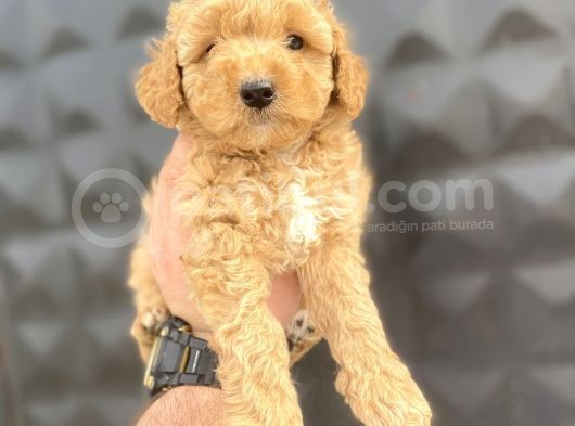 Di̇şi̇ Erkek Toy Poodle Bebekler görsel