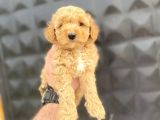 DİŞİ ERKEK TOY POODLE BEBEKLER