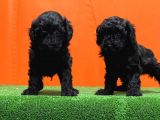 Resmî Üreti̇m Çi̇ftli̇ği̇nden Si̇yah Toy Poodle Yavrular