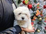 0 NUMARA MALTESE YAVRULARI