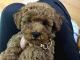 Red Toy Poodle Yavrularımız