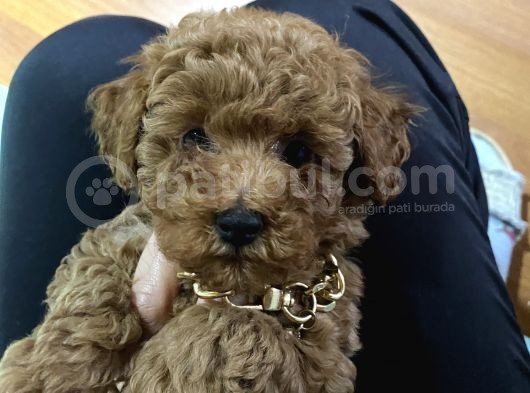 Red Toy Poodle Yavrularımız