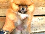 POMERANİAN ORANGE ÜST KALİTE DİŞİ