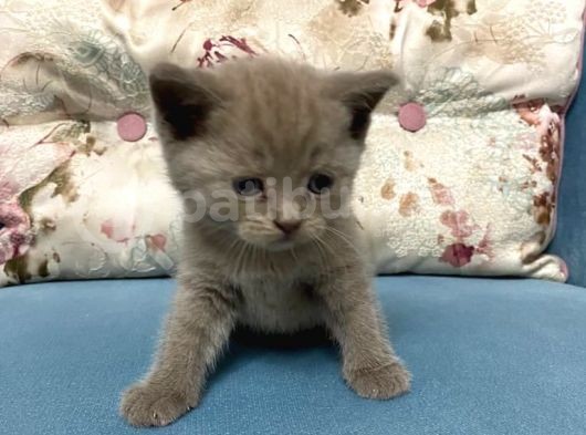 Ev Ortamında Büyüyen Lilac Yavrumuz görsel