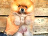 Pomerani̇an Orange Üst Kali̇te Di̇şi̇