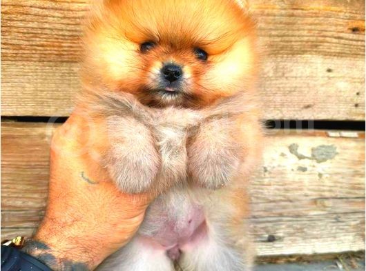 Pomerani̇an Orange Üst Kali̇te Di̇şi̇ görsel