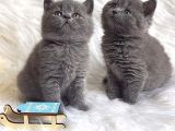 SAFKAN BRİTİSH SHORTHAİR YAVRULARIMIZ