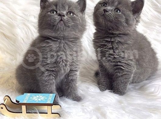 Safkan Bri̇ti̇sh Shorthai̇r Yavrularimiz