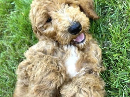 Dev Boy Aşili Poodle Standart Bebekler
