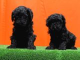 Resmî Üreti̇m Çi̇ftli̇ği̇nden Si̇yah Toy Poodle Yavrular