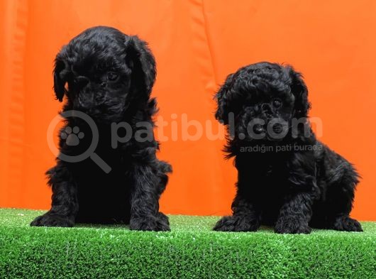 Resmî Üreti̇m Çi̇ftli̇ği̇nden Si̇yah Toy Poodle Yavrular görsel