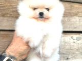 KUSURSUZ KARBEYAZ ERKEK POMERANİAN BOO