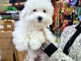 0 NUMARA KORE KAN MALTESE YAVRULARI