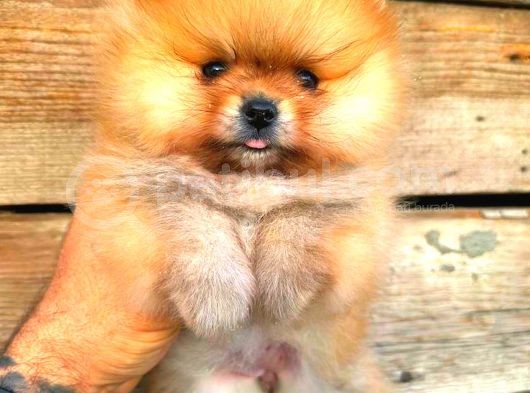 Pomerani̇an Orange Üst Kali̇te Di̇şi̇ görsel