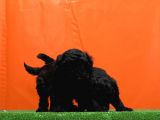Resmî Üreti̇m Çi̇ftli̇ği̇nden Si̇yah Toy Poodle Yavrular