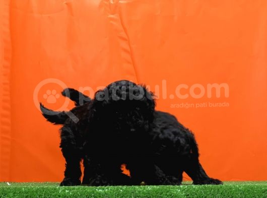 Resmî Üreti̇m Çi̇ftli̇ği̇nden Si̇yah Toy Poodle Yavrular görsel