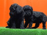 Resmî Üreti̇m Çi̇ftli̇ği̇nden Si̇yah Toy Poodle Yavrular