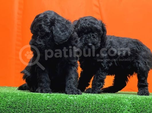 Resmî Üreti̇m Çi̇ftli̇ği̇nden Si̇yah Toy Poodle Yavrular görsel