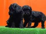 Resmî Üreti̇m Çi̇ftli̇ği̇nden Si̇yah Toy Poodle Yavrular