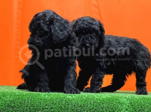 Resmî Üreti̇m Çi̇ftli̇ği̇nden Si̇yah Toy Poodle Yavrular görsel