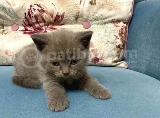 Ev Ortamında Büyüyen Lilac Yavrumuz