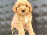 Di̇şi̇ Erkek Toy Poodle Bebekler