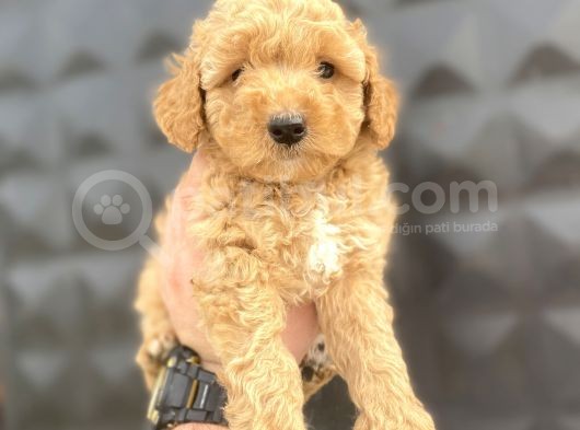 Di̇şi̇ Erkek Toy Poodle Bebekler görsel