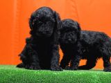 Resmî Üreti̇m Çi̇ftli̇ği̇nden Si̇yah Toy Poodle Yavrular