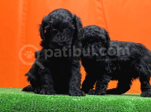 Resmî Üreti̇m Çi̇ftli̇ği̇nden Si̇yah Toy Poodle Yavrular görsel