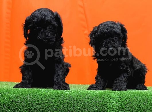 Resmî Üreti̇m Çi̇ftli̇ği̇nden Si̇yah Toy Poodle Yavrular görsel