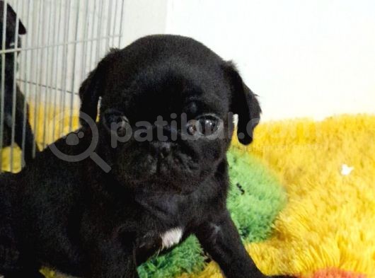 Safkan Pug Mops Bebekler görsel