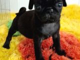Safkan Pug Mops Bebekler