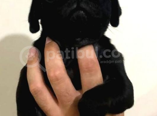 Safkan Pug Mops Bebekler görsel
