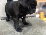 Safkan pug mops bebekler